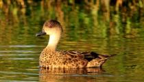 Grey Teal