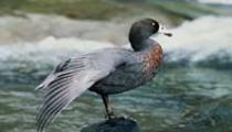blue duck small