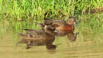 pateke pair