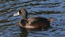 scaup