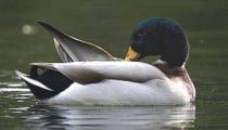 Mallard Duck