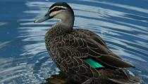 Grey Duck
