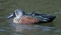 Shoveler Duck
