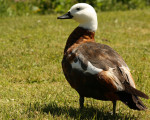Paradise Duck
