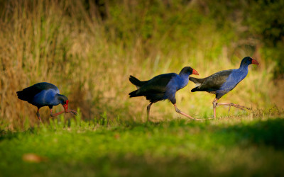 shutterstock 2191467131