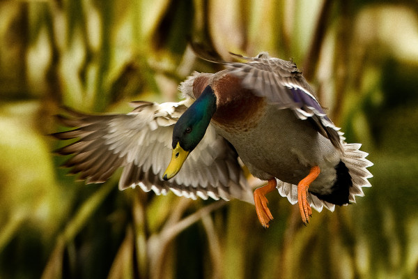 David Towgood Mallard DTP 0341ab