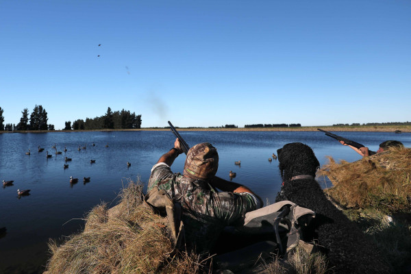 FGNZ CSI Paradise shelduck shooting29a v2