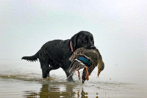BBcsiJULY 4 taking duck dogs hunting at public wetlands and watching them successfully retrieve our ducks is something we value immensely credit Conor Carlaw