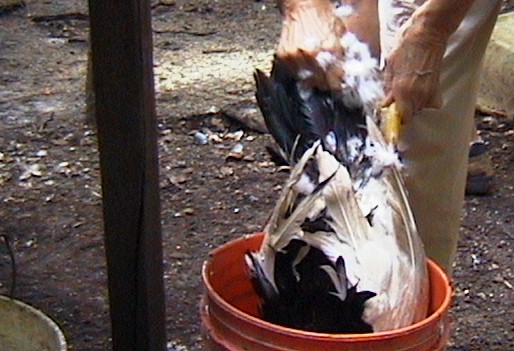 Plucking