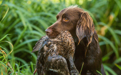 Dog retrieving duck