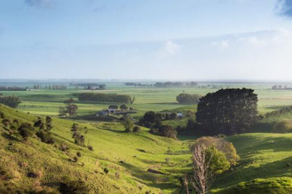 Hauraki plains