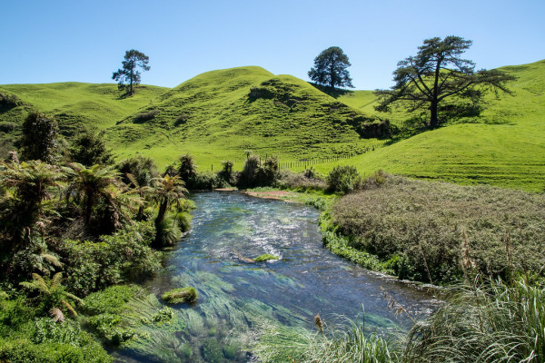 Waihou river