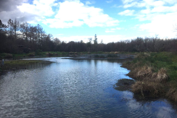 Piggott wetland
