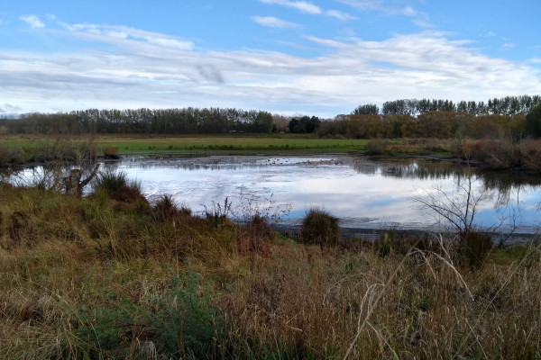 FG Inch Clutha Wetland