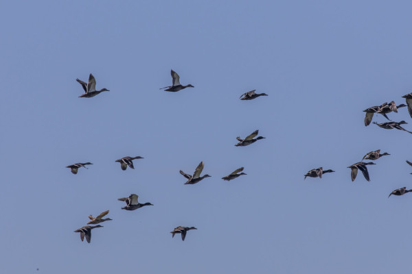 Gifts Donations etc GAME