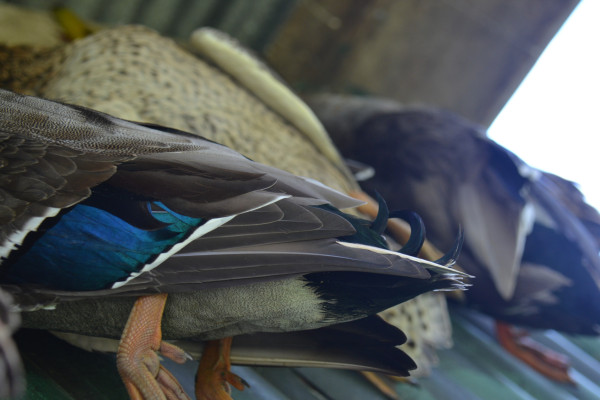 Pond Enhancement boxed link