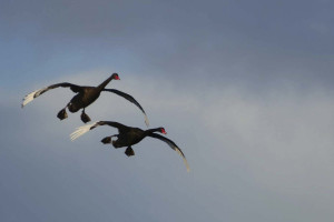 fish and game overseas hunting visitors hero