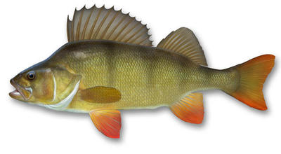 Perch Hamish2
