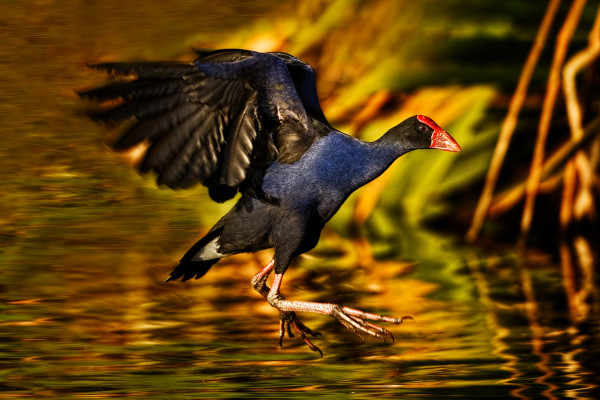 Pukeko DTP 0047 002