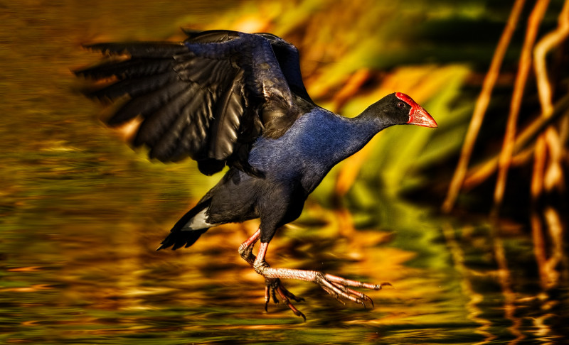 Pukeko DTP 0047 002