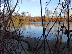 View from the maimai calm conditions favoured the ducks