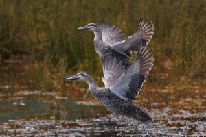 A pair of greys taking flight