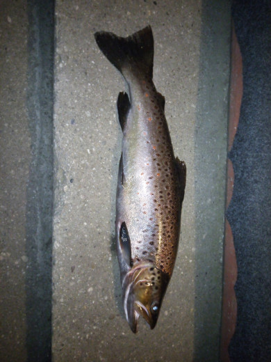 IMG 20251029 220954 522