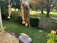 IMG 4179