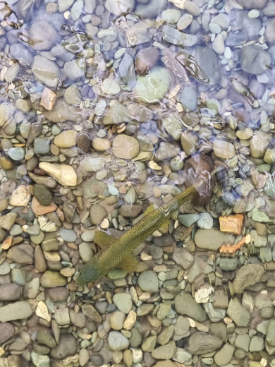 inbound5311359426455647283