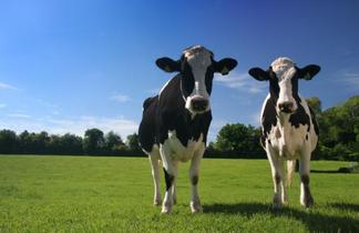 dairy farming 0