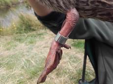 duck 10