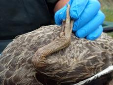 duck 3