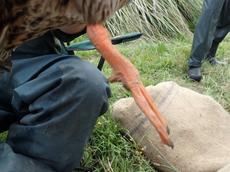 duck 4