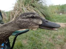 duck 8
