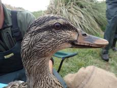 duck two2