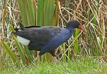 pukeko small 0